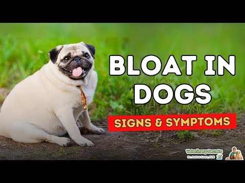 Bloat in Dogs: Signs to Watch For, What To Do