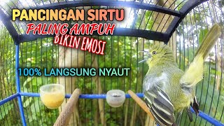 Download lagu Pancingan sirtu/cipoh Gacor, BIKIN EMOSI SIRPU LAIN mp3 Download lagu Pancingan sirtu/cipoh Gacor, BIKIN EMOSI SIRPU LAIN mp3