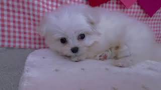 ハーフ犬の動画01