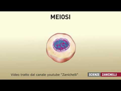 la meiosi tratto da Zanichelli scienze