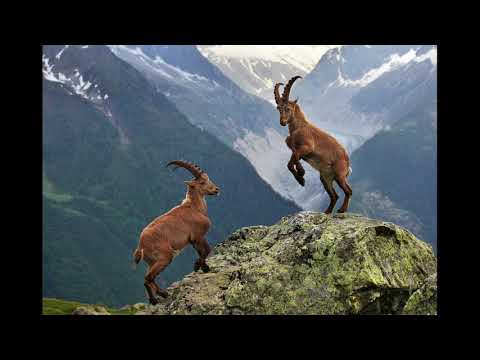 ქართული სიმღერა თუშური დიტო ქისიშვილი