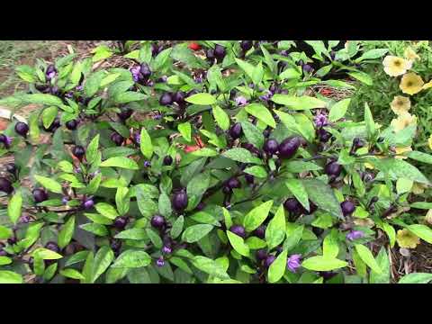 Explosive Ember Pepper Growing From Seedling Through The Summer