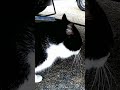 Tuxedo Cat Very Angry Fighting Shortvideo