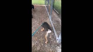 Video preview image #1 Mutt Puppy For Sale in Shelburne, VT, USA