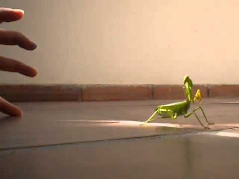 Mamboretá "kung fu" o mantis religiosa