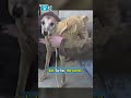 I Can T Believe Alien 3 Made A Real Alien Dog Shorts