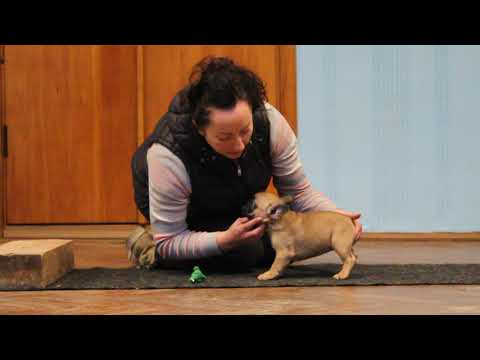 Zig Zag Dana French Shangri-la 2,5 months