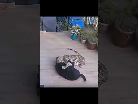 Rottweiler vs Leopard — A Rare Survival Moment