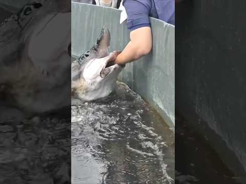 最強すぎる飼育員さんw#すごい #水族館 #shorts