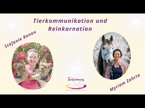 Tierkommunikation und Reinkarnation ✨