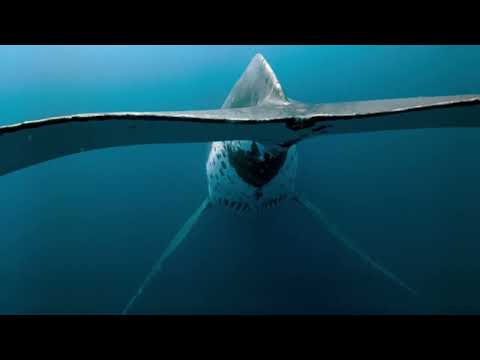 Dimitris Petsetakis -Drifting Away