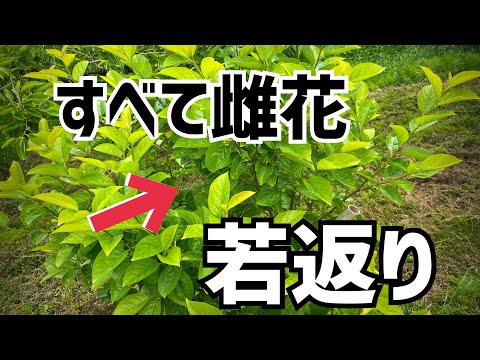 柿の木、柿梅 植物