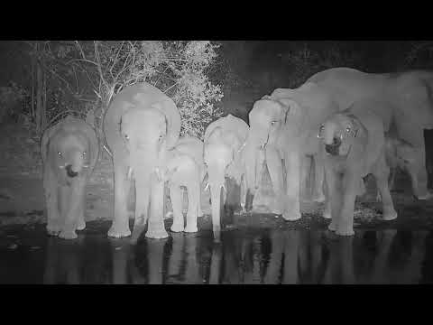 Kwa: Elephants enjoying a night time drink - 23:48 -  09/01/19