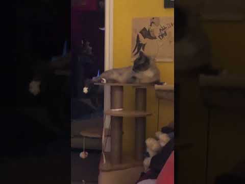 Don’t laugh-Tanisha And Her Cat(Why Her Cat Doesn’t Invite Friends Over)