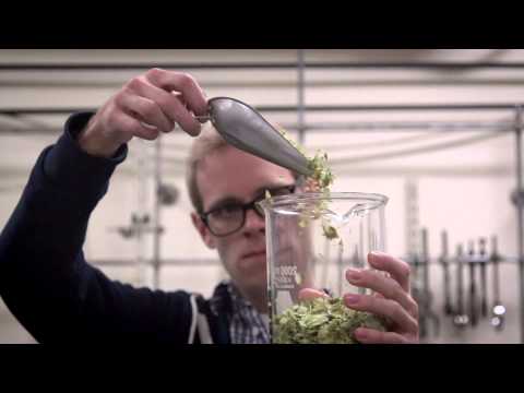 download lagu mp3 mp4 Cascade Hop Profile, download lagu Cascade Hop Profile gratis, unduh video klip Cascade Hop Profile