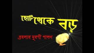 ব্রয়লার মুরগি পালন