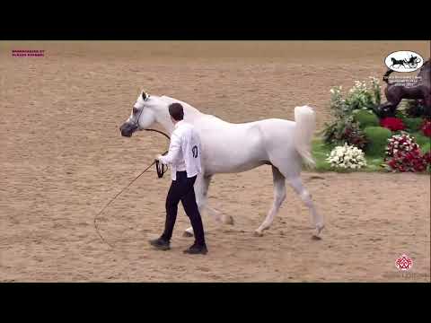 N.380 AL MILAN - Doha International Arabian Horse Show 2023 - Stallions 11+ Years Old (Class 12)
