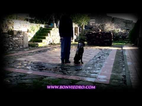 Camarón de la Ron Bonviedro **VENDIDO** Profundizando Cobro+Obediencia – bonviedro.com