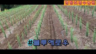 #블루애로우 유목관리