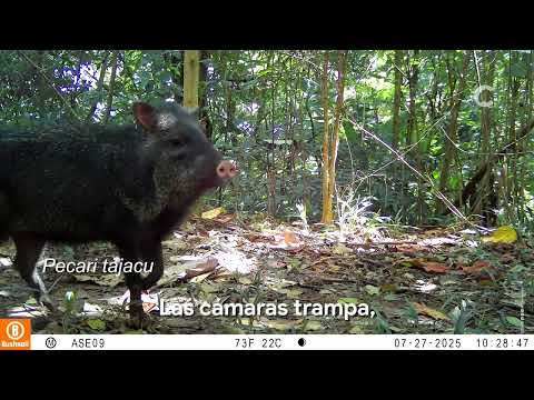 Cascada Sardinata Vista Hermosa, Meta