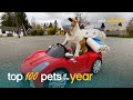 Top 100 Best Pets of the Year (2020)