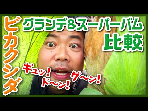 羽毛のスパー 植物