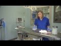 5 Reasons You Should Thank a Vet Tech