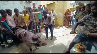 Raichur pig cutting.