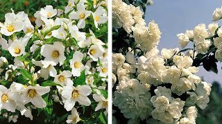 How to plant Mock Orange (Philadelphus)