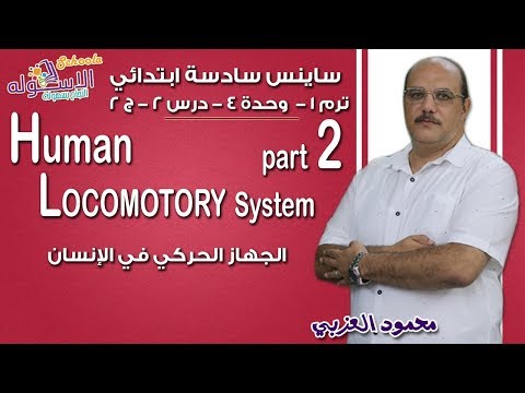 ساينس سادسة ابتدائي 2019 | Human Locomotory System| تيرم1 - وح4 - در2- جزء 2 | الاسكوله