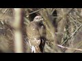 Birds and thoughts of prey; common buzzard, Buteo buteo