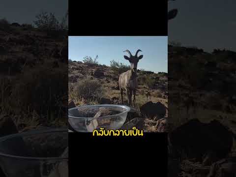 วางน้ำแข็งไว้กลางทะเลทรายเพื่อสิ่งนี้....