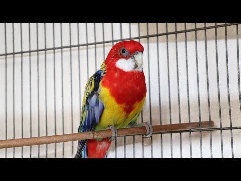 Rosella Parrot is a full-time whisting 🦜 beautiful parrot rosella and his best friend Budgerigar