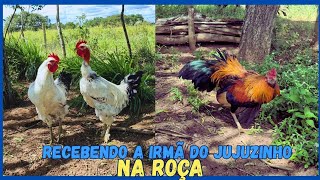 Levei uma franga para roça e trouxe um frango para cidade 