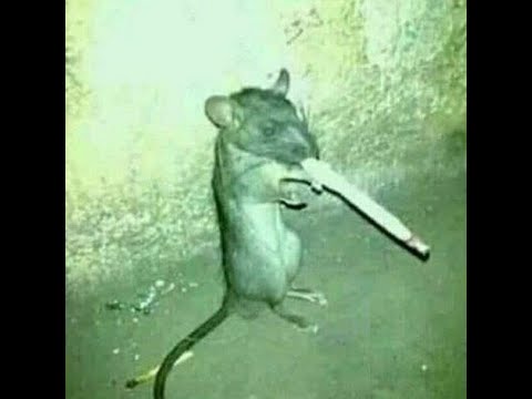 good job on the defences bozos-foxhole