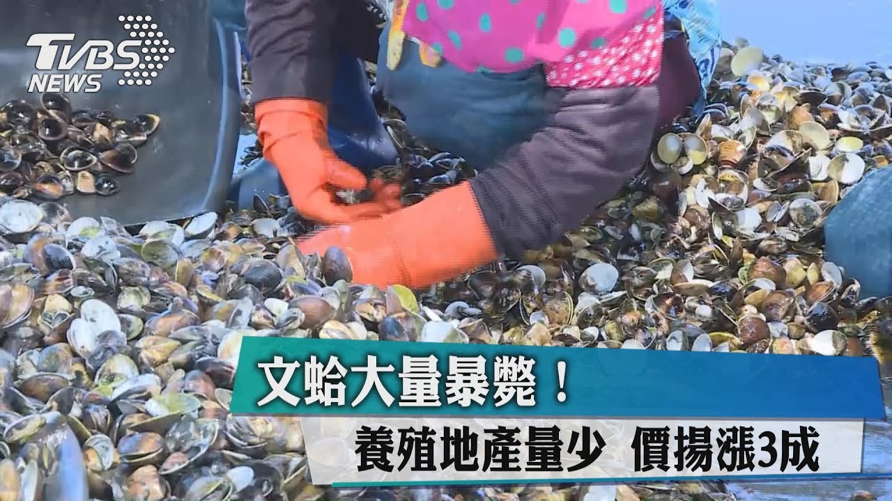 文蛤大量暴斃！養殖地產量少　價揚漲3成