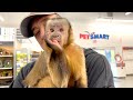Capuchin Monkey Visits PetSmart!