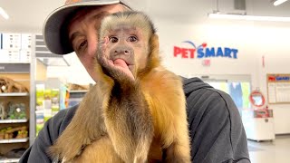 Capuchin Monkey Visits PetSmart!