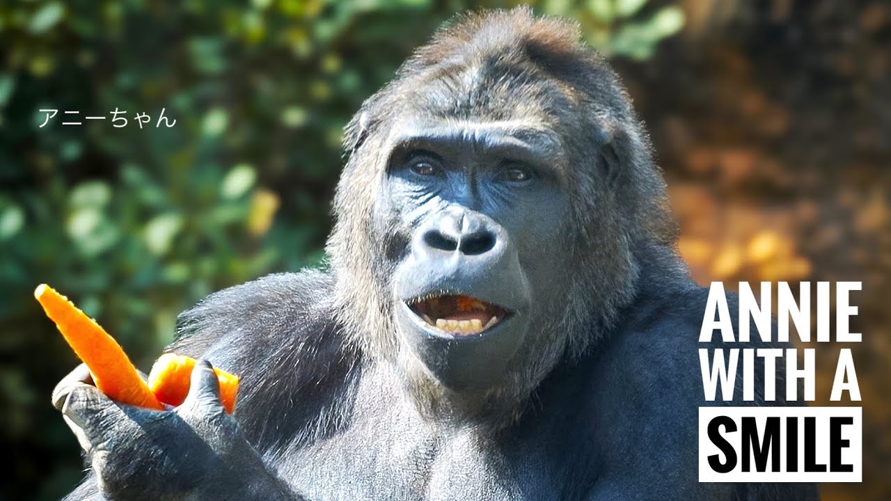 Injured Gorilla ANNIE got her Confidence back | After Co-Habit Training | Update on ANNIE