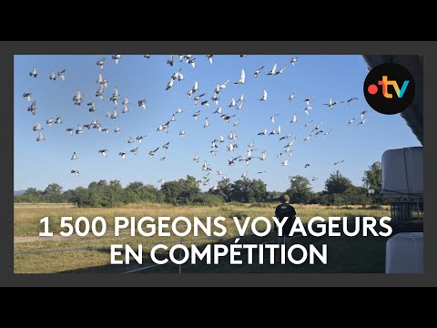 1500 pigeons voyageurs en compétition