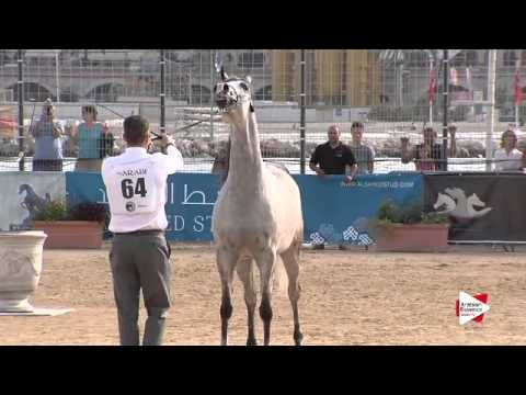 N.64 KLASSICAL DREAM MI - Menton 2015 - Mares 4 to 7 years old (Class 4)