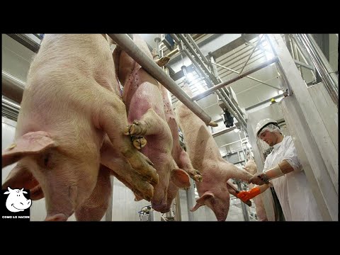 Slaughter Line and Pig Deboning Technology Worth Millions of Dollars at Factory