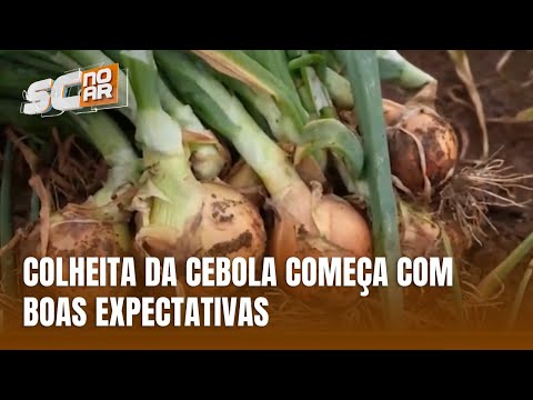 Santa Catarina inicia colheita da cebola com alta esperada de 7%