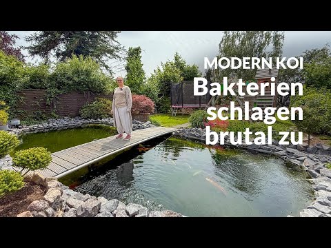 Jana's 30,000L Pond: A Bad Purchase, Many Consequences | Modern Koi Blog #7819