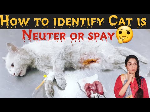 How to identify cat is spay & neuter / How to Tell If a Cat Has Been Neutered & spay /Dr.Hira Saeed