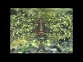 PBS Kids E Mālama I Ka Āina Take Care Of Our Land Full Short 2001
