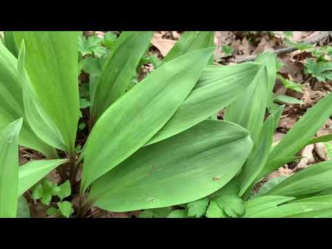 Wild Edible Medicinal Plant Hike in Ohio