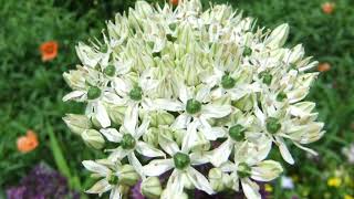 花、EKHの花のスライドショー（ユリ科ア、ナ行20180412）