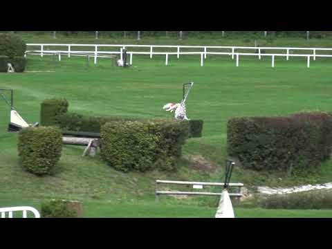 Coursing SM Aarau 2020 Afghanen Rüden Najib Isamu 2