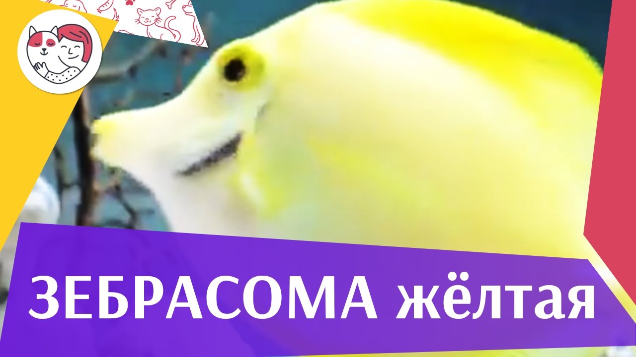 Зебрасома желтая Описание на ilikepet
